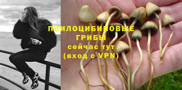 сатива Беломорск